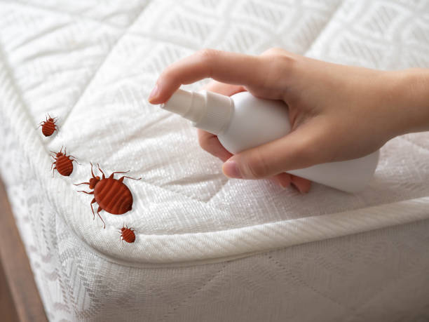Best Bed Bug Extermination  in Oran, MO